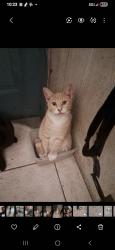 Lost Male Cat last seen Hiawasee, Orlando, FL 32818