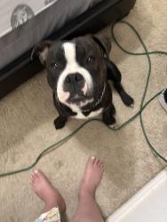 Lost Male Dog last seen Handley drive, Fort Worth, TX 76112