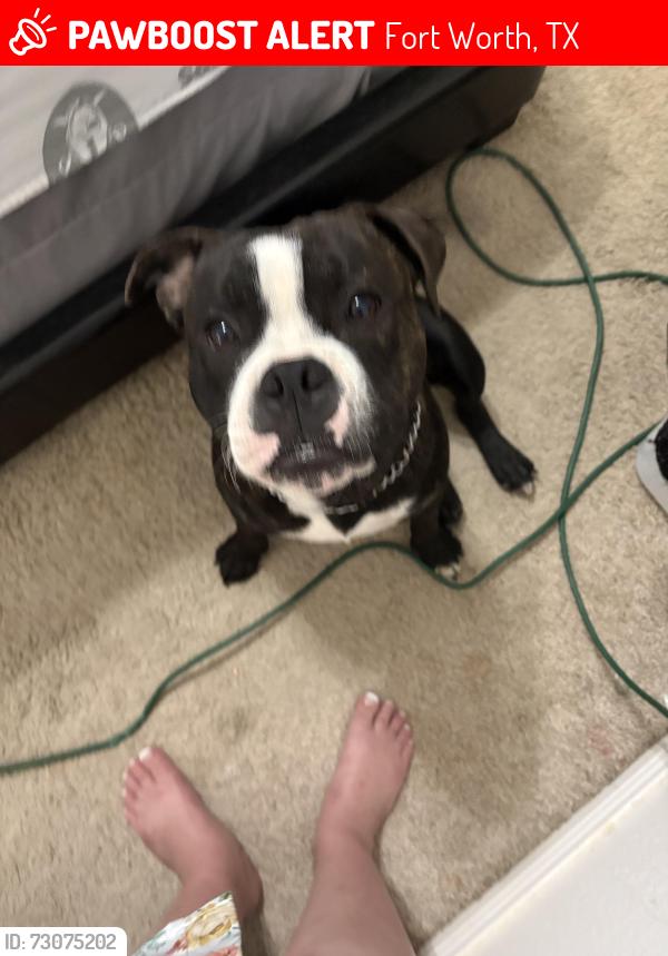 Lost Male Dog last seen Handley drive, Fort Worth, TX 76112