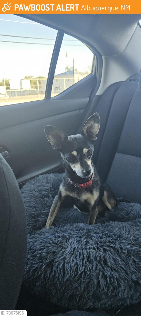 Found/Stray Male Dog last seen Juan tabo and Southern, Albuquerque, NM 87112