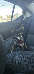 Found/Stray Male Dog last seen Juan tabo and Southern, Albuquerque, NM 87112