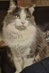 Lost Male Cat last seen Meadow vista rd, Meadow Vista, CA 95722