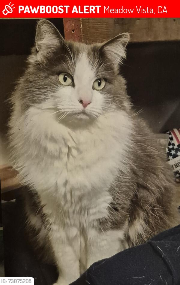 Lost Male Cat last seen Meadow vista rd, Meadow Vista, CA 95722