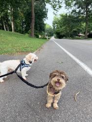 Lost Female Dog last seen Near Merwin Road Raleigh NC, Raleigh, NC 27606