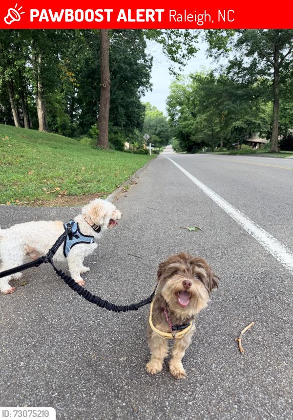 Lost Female Dog last seen Near Merwin Road Raleigh NC, Raleigh, NC 27606