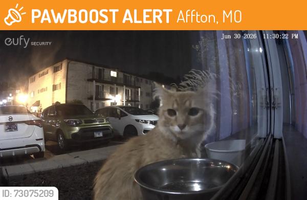 Found/Stray Unknown Cat last seen Corner of Watson/Laclede Afton MO, Affton, MO 63123