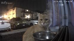 Found/Stray Unknown Cat last seen Corner of Watson/Laclede Afton MO, Affton, MO 63123