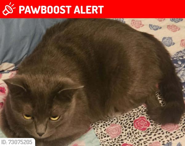 Lost Male Cat last seen Gale ave and Hacienda Heights, Hacienda Heights, CA 91745