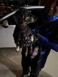 Found/Stray Female Dog last seen Monroe and Lincoln, Riverside, CA 92504