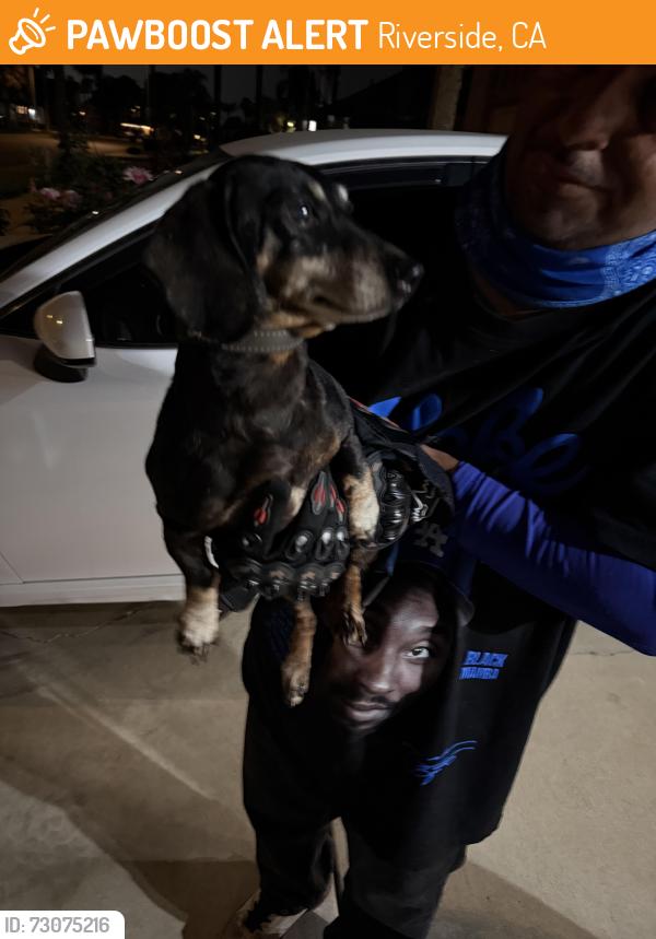 Found/Stray Female Dog last seen Monroe and Lincoln, Riverside, CA 92504