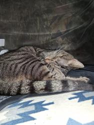 Lost Male Cat last seen Mecca st ne roanoke va, Roanoke, VA 24179