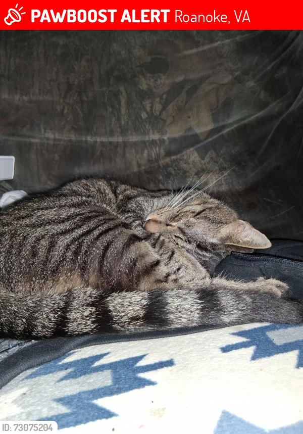 Lost Male Cat last seen Mecca st ne roanoke va, Roanoke, VA 24179