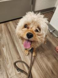 Found/Stray Male Dog last seen 64th & Wilson - Blvd at Wilson crossing, Wyoming, MI 49418