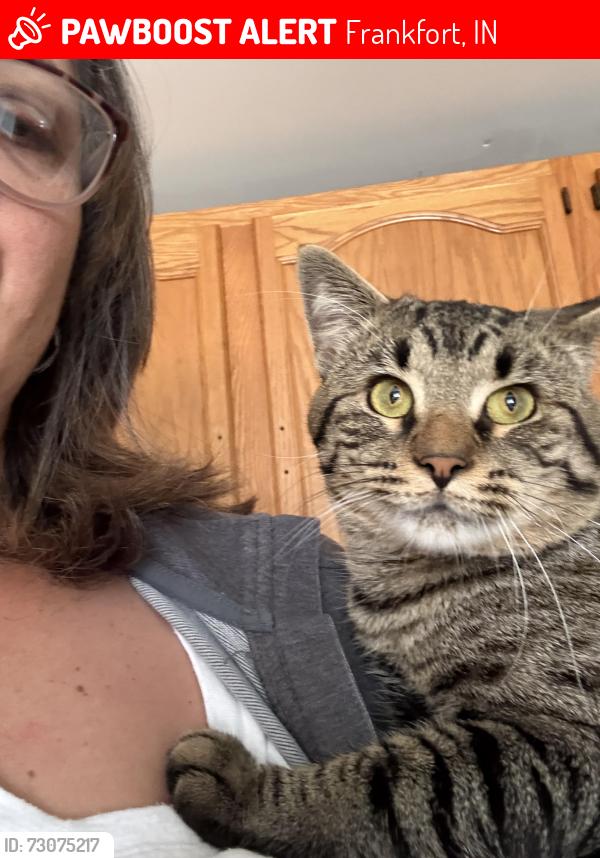 Lost Male Cat last seen Saw near 6th and Boone intersection, Frankfort, IN 46041