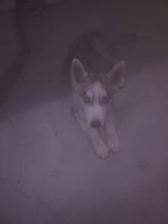 Found/Stray Unknown Dog last seen Redlands, Perris, CA 92571