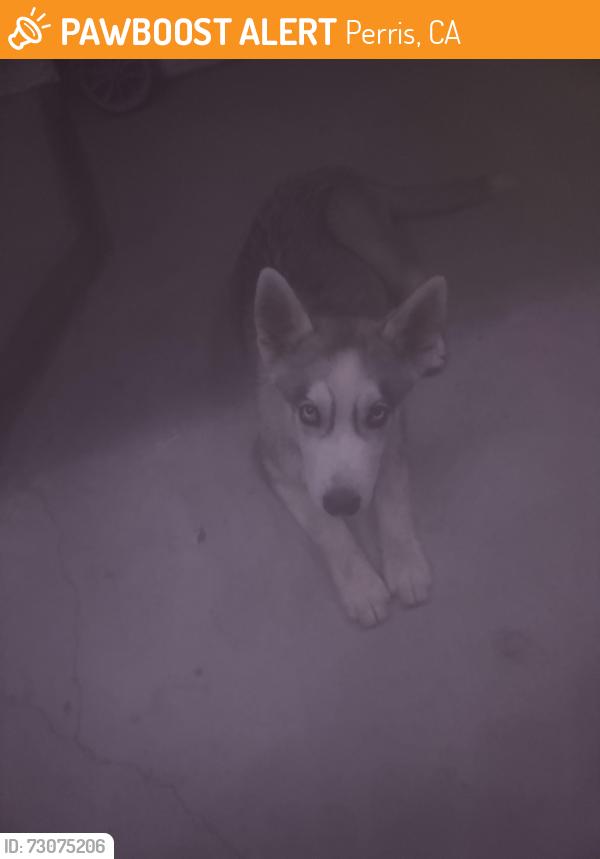 Found/Stray Unknown Dog last seen Redlands, Perris, CA 92571