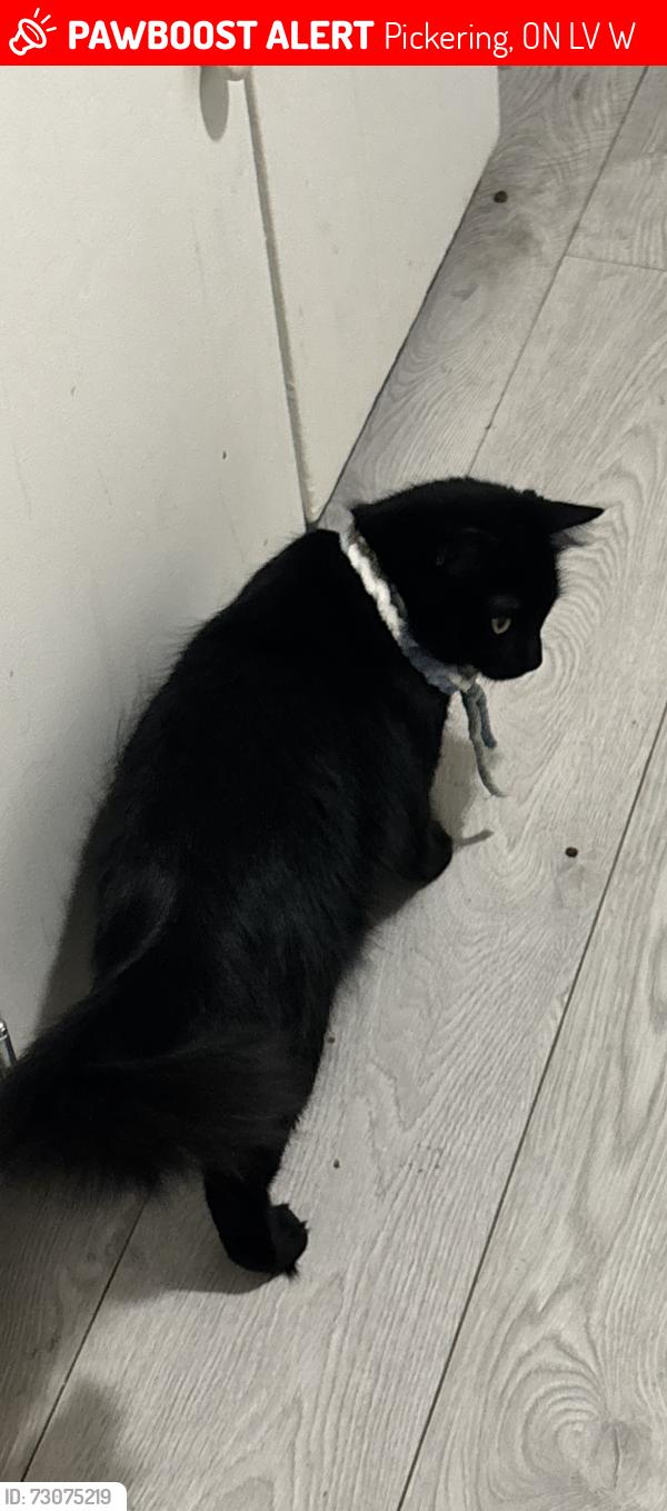 Lost Female Cat last seen Liverpool/Kingston Rd, Pickering, ON L1V 1W8