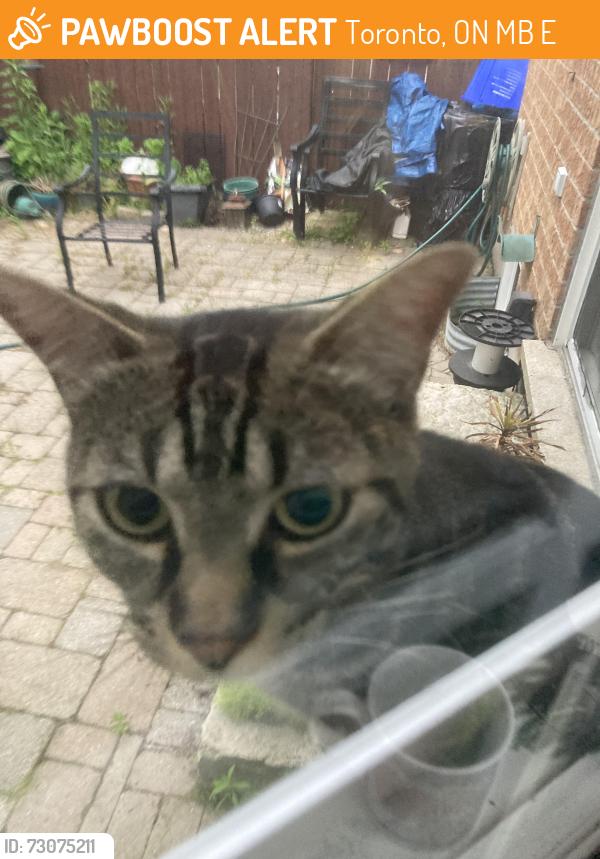 Found/Stray Unknown Cat last seen Meadowvale and sheppard ave, Toronto, ON M1B 6E3