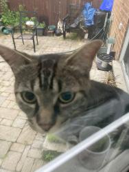 Found/Stray Unknown Cat last seen Meadowvale and sheppard ave, Toronto, ON M1B 6E3