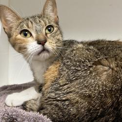Shelter Stray Female Cat last seen , Animal Care & Control Team of Philly, 111 W Hunting Park Ave, Philadelphia, PA 19140, USA