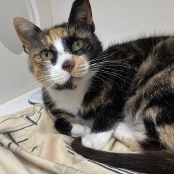 Shelter Stray Female Cat last seen , Animal Care & Control Team of Philly, 111 W Hunting Park Ave, Philadelphia, PA 19140, USA