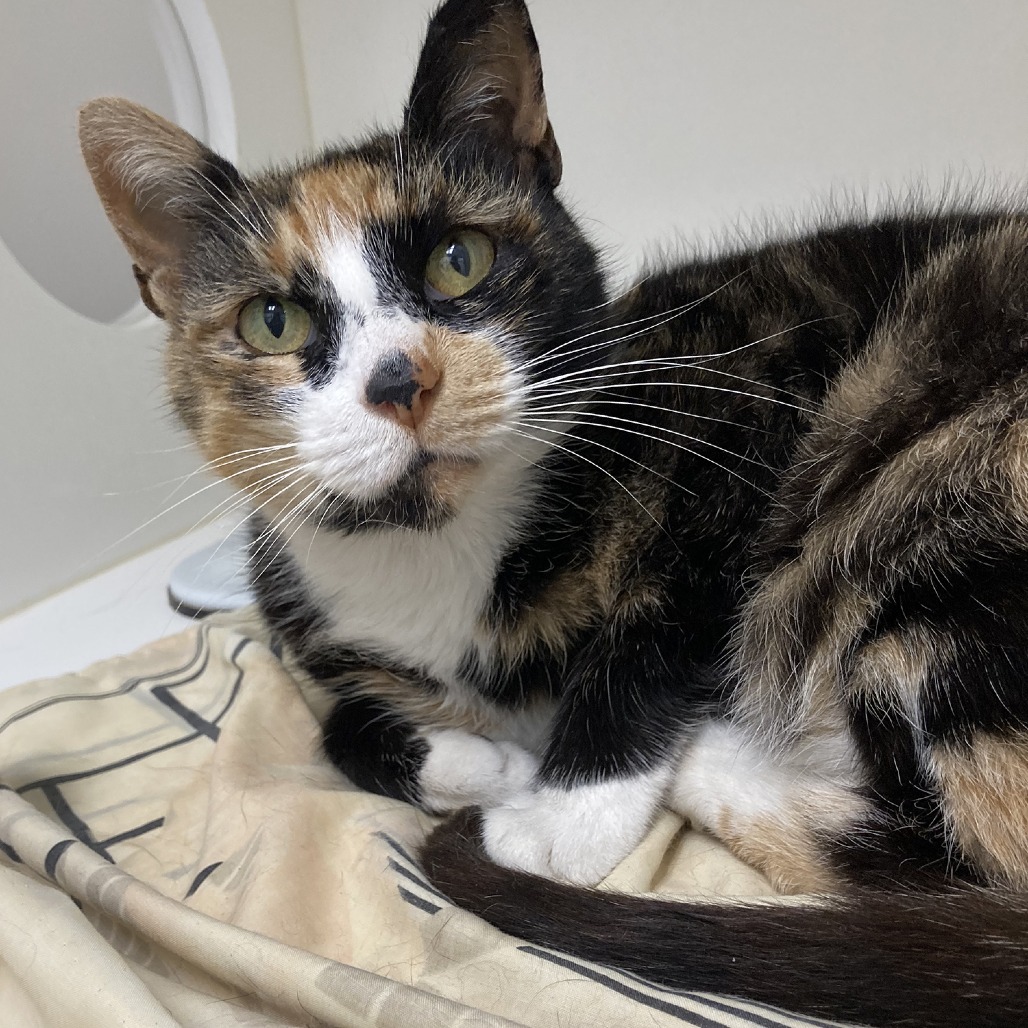Shelter Stray Female Cat last seen , Animal Care & Control Team of Philly, 111 W Hunting Park Ave, Philadelphia, PA 19140, USA