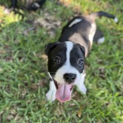Shelter Stray Female Dog last seen , 8020 Washington St, Port Richey, FL 34668, USA