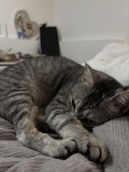 Lost Female Cat last seen autumn grove or vancouver mall, Vancouver, WA 98661