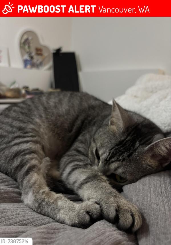 Lost Female Cat last seen autumn grove or vancouver mall, Vancouver, WA 98661