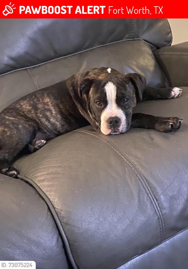 Lost Male Dog last seen Handley between meadowbrook and Lancaster, Fort Worth, TX 76112
