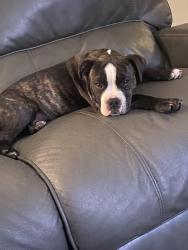 Lost Male Dog last seen Handley between meadowbrook and Lancaster, Fort Worth, TX 76112