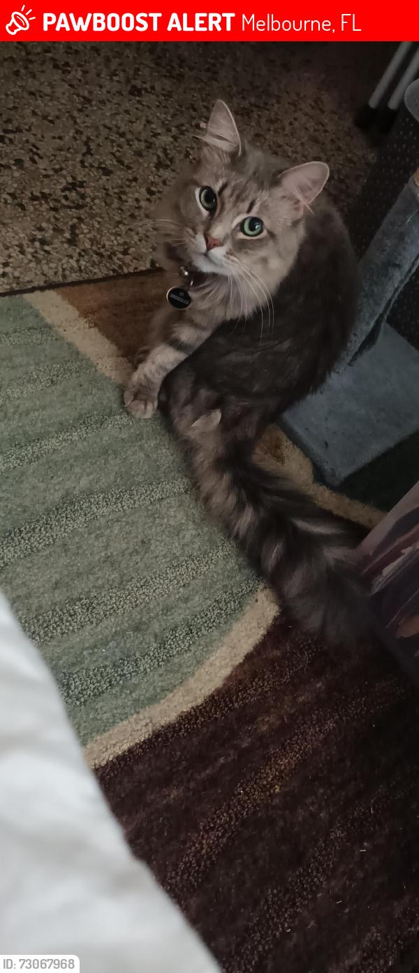 Lost Male Cat last seen Avocado Ave and Aurora Rd. Aurora Rd and US-1, Melbourne, FL 32935