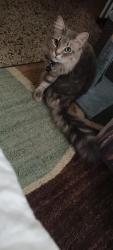 Lost Male Cat last seen Avocado Ave and Aurora Rd. Aurora Rd and US-1, Melbourne, FL 32935