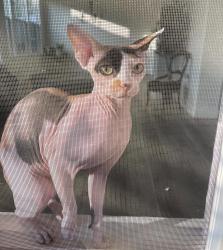 Lost Female Cat last seen Canyon crest, Riverside, CA 92507