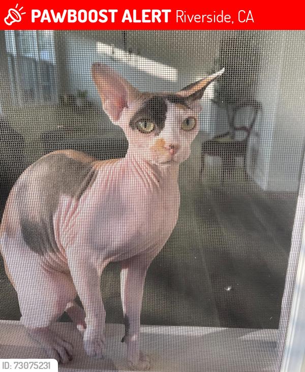 Lost Female Cat last seen Canyon crest, Riverside, CA 92507