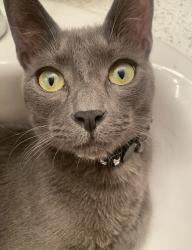 Lost Male Cat last seen Katherine Rd, Simi Valley, CA 93063