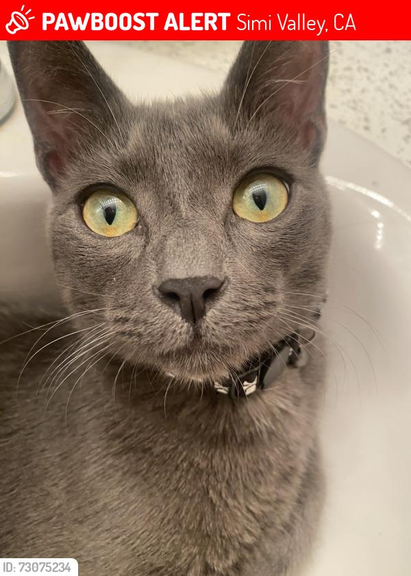Lost Male Cat last seen Katherine Rd, Simi Valley, CA 93063