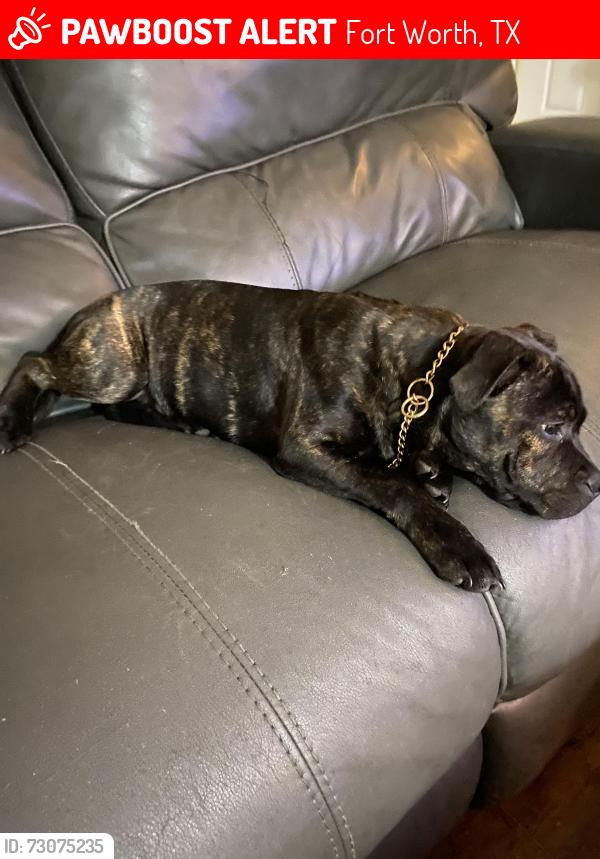 Lost Female Dog last seen Handley between meadowbrook and Lancaster, Fort Worth, TX 76112
