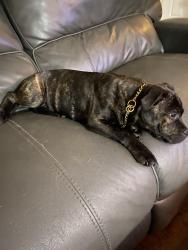 Lost Female Dog last seen Handley between meadowbrook and Lancaster, Fort Worth, TX 76112