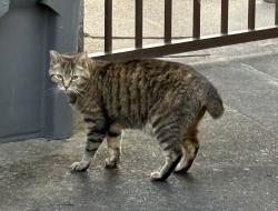 Reunited Unknown Cat last seen NE 132nd and NE SanRaphael, Portland, OR 97230