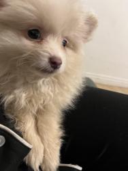 Lost Female Dog last seen Next to fry’s, Phoenix, AZ 85003
