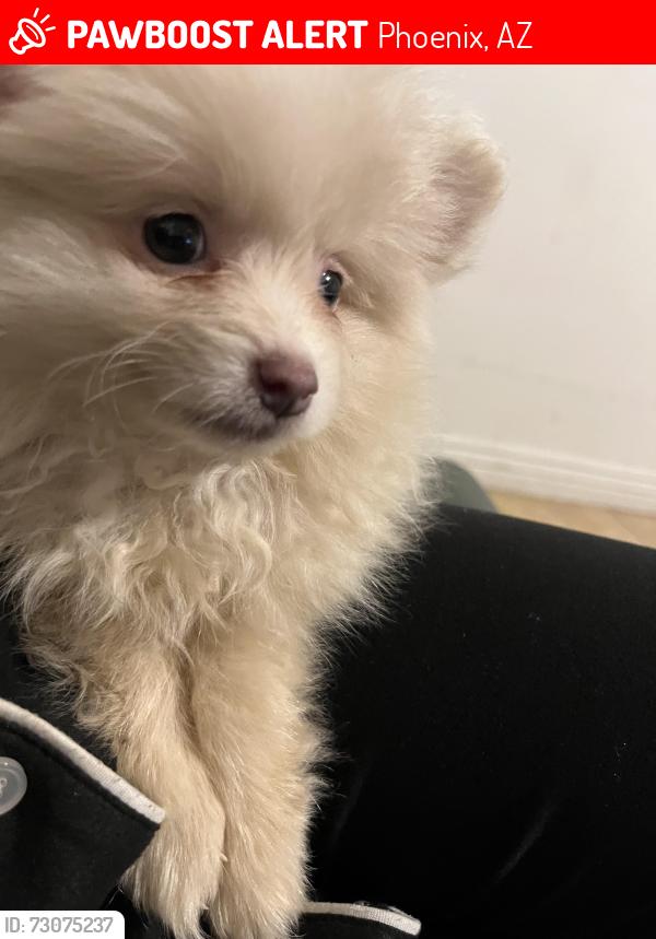 Lost Female Dog last seen Next to fry’s, Phoenix, AZ 85003