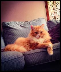Lost Male Cat last seen (Guildford, 149st/105ave, Mainstreet apmts), Surrey, BC 