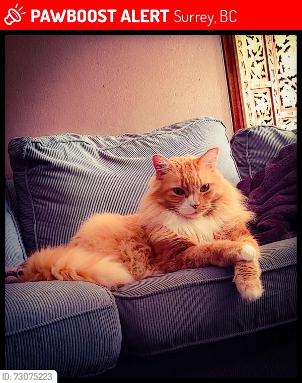Lost Male Cat last seen (Guildford, 149st/105ave, Mainstreet apmts), Surrey, BC 