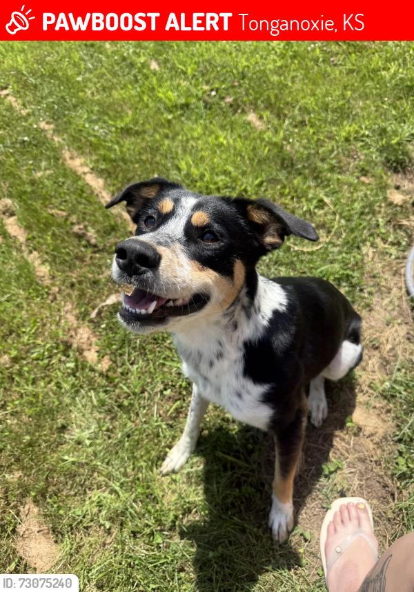 Lost Female Dog last seen High Prairie Place, Fast tracks, Tonganoxie, KS 66086
