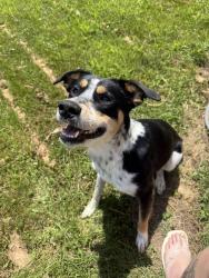 Lost Female Dog last seen High Prairie Place, Fast tracks, Tonganoxie, KS 66086