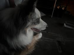 Found/Stray Unknown Dog last seen Adobe st se, Salem, OR 97317