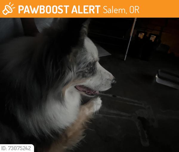 Found/Stray Unknown Dog last seen Adobe st se, Salem, OR 97317