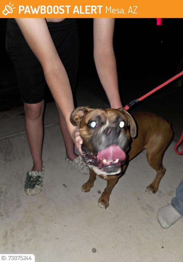Found/Stray Unknown Dog last seen Signal Butte and Superstition Blvd, Mesa, AZ 85207