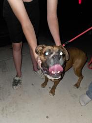 Found/Stray Unknown Dog last seen Signal Butte and Superstition Blvd, Mesa, AZ 85207